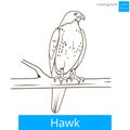 Hawk bird learn birds coloring book vector