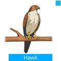 Hawk bird learn birds educational game vector
