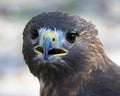 Hawk bird stock photo.  Hawk bird head close-up profile.  Hawk bird close-up bokeh background Royalty Free Stock Photo