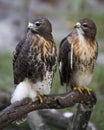 Hawk bird stock photo. Image. Portrait. Picture. Couple. Love birds. Hawk birds perched on branch with blur background. Hawk