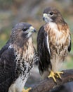 Hawk bird stock photo. Image. Portrait. Picture. Couple. Love birds. Hawk birds perched on branch with blur background. Hawk