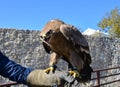 Hawk on bird trainer hand