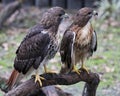 Hawk bird stock photo. Image. Portrait. Picture. Couple. Love birds. Hawk birds perched on branch with blur background. Hawk