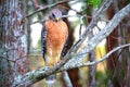 Hawk blending with nature