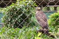 Hawk in cage Royalty Free Stock Photo