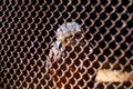 Hawk in the Cage of the Zoo. Bird of Prey Royalty Free Stock Photo