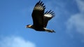 Hawk carcara flying on blue sky Royalty Free Stock Photo
