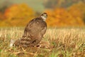 Hawk catched hare Royalty Free Stock Photo