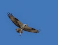 Hawk catching a fish with claws on a blue sky background