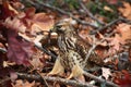 Hawk Catching a Lizard