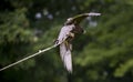 Hawk catching meat