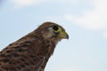 The hawk chick looks away Royalty Free Stock Photo