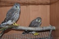 Hawk Chicks sit on a branch and Small falcons in a cage Royalty Free Stock Photo