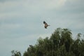 Hawk circling carrion looking for lunch Royalty Free Stock Photo