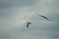 Hawk circling carrion looking for lunch Royalty Free Stock Photo