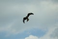 Hawk circling carrion looking for lunch Royalty Free Stock Photo