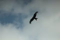 Hawk circling carrion looking for lunch Royalty Free Stock Photo
