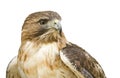 Hawk with clipping path Royalty Free Stock Photo