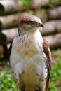 Hawk Close Up