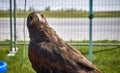 Hawk close up Royalty Free Stock Photo