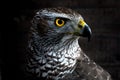 Hawk close up. Royalty Free Stock Photo