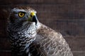 Hawk close up. Royalty Free Stock Photo