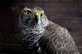 Hawk close up. Royalty Free Stock Photo