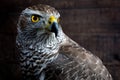 Hawk close up. Royalty Free Stock Photo