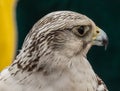 Hawk close up of face in Spain Royalty Free Stock Photo