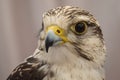 Hawk close up of face in Spain Royalty Free Stock Photo