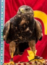 Hawk close up of face in Spain Royalty Free Stock Photo