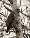 Hawk Photo Stock. Close-up profile view perched on a birch tree branch displaying brown feathers plumage, head, eye, beak, tail, Royalty Free Stock Photo