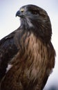 Hawk Closeup