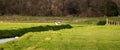 A hawk comes flying in a beautiful green panorama landscape. Out of focus a white heron and a cormorant on the Royalty Free Stock Photo