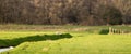 A hawk comes flying in a beautiful green panorama landscape. Out of focus a white heron and a cormorant on the Royalty Free Stock Photo