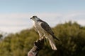 Hawk in Cornwall