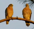 Hawk Couple