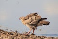 Hawk, Dark Chanting Goshawk - Wild Birds from Africa - Blu