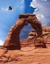 A Hawk at Delicate Arch, Arches National Park Royalty Free Stock Photo