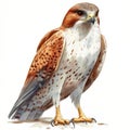 Hawk with detailed feathers, white isolate background Royalty Free Stock Photo