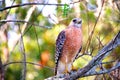 Hawk with a detective face