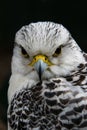 Hawk eagle bird portrait, facing the spectator