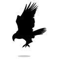 Hawk eagle falcon bird black silhouette animal Royalty Free Stock Photo