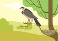 Hawk eagle tree branch nest flat cartoon vector wild animal bird Royalty Free Stock Photo