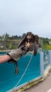 A hawk eating meat at a bird show on a leather glove