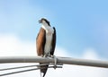 Hawk on electrical pole