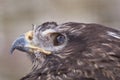 Hawk eye close-up Royalty Free Stock Photo