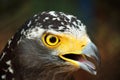 Hawk eye Royalty Free Stock Photo