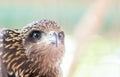 Hawk Eye Royalty Free Stock Photo
