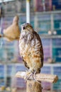 The hawk or falcon is a bird of prey Royalty Free Stock Photo